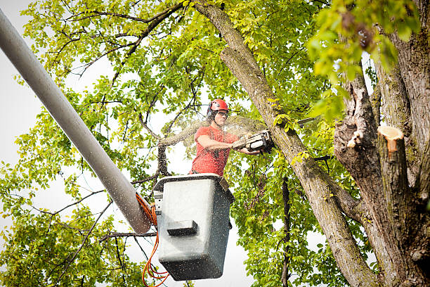 How Our Tree Care Process Works  in Alderton, WA