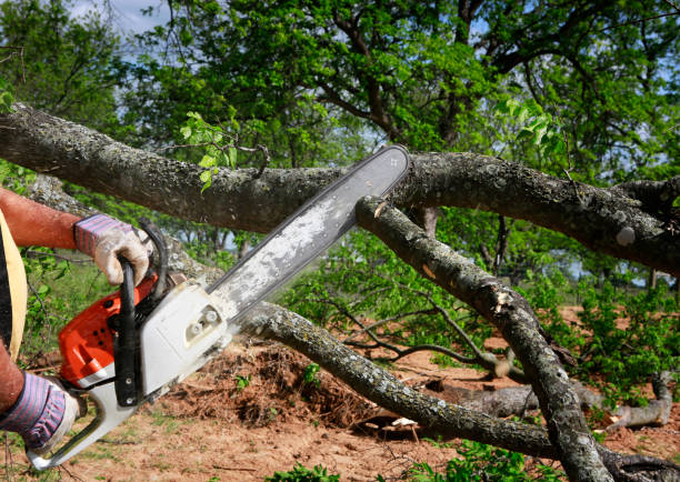 Professional Tree Services in Alderton, WA